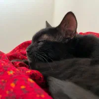 واگذاری گربه ماده 6ماهه