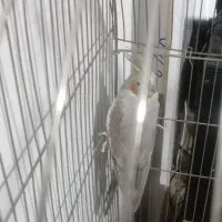 عروس هلندی ماده