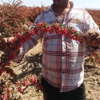 مرکزنهالتولیدیتخصصی زرشک وعناب وسنجد|خدمات باغبانی و درختکاری|قم, دانش|دیوار