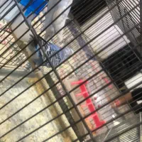 مرغ عشق نر|پرنده|تهران, نعمتآباد|دیوار