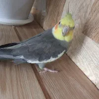 فروش یک جفت عروس هلندی نروماده|پرنده|اسالم, |دیوار