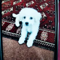 سگ شیتزو سفید|سگ|گنبد کاووس, |دیوار