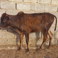 گوساله|حیوانات مزرعه|طسوج, |دیوار