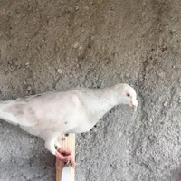 کفتر کبوتر|پرنده|مشهد, سمزقند|دیوار