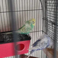 مرغ عشق پروانهای|پرنده|رباطکریم, رباطکریم|دیوار