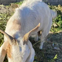 گوسفند|حیوانات مزرعه|ماهان, |دیوار