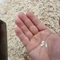 10 کیلو تخمه طالبی تازه با مغز پر