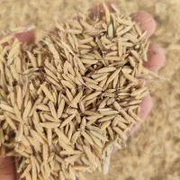 تخم جو دم سیاه