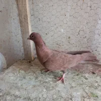 سرخ کرمونی|پرنده|تربت‌حیدریه, مسجد جامع|دیوار