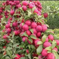 تولید انواع نـهال ها سازگار با اقلیم مختلف کشور|خدمات باغبانی و درختکاری|سلطانیه, |دیوار