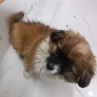 پامر|سگ|پاکدشت, حصار امیر|دیوار