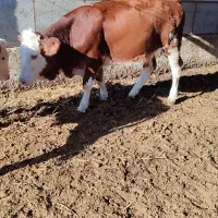 تلیسه مونت سیمینتال قرمز شرابی جنس|حیوانات مزرعه|گمیشان, |دیوار