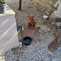 سگ پیت پول امروز گم شده|حیوانات|نشتارود, |دیوار