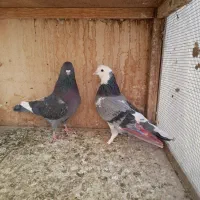 کفتر گرفتنی یه جا ۲۰۰|پرنده|تهران, امام زاده عبدالله|دیوار