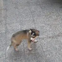 پردیس|سگ|اهواز, پردیس دو|دیوار