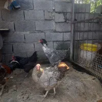 معاوضه دوتا مرغ لاری با خروس