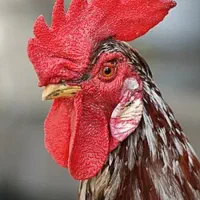 مرغ و خروس