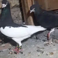 نروماده یال سیاه وشهری گلدار