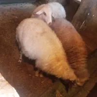 فروش کاور|حیوانات مزرعه|ایوان, |دیوار