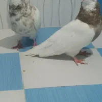 طوقی|پرنده|بهبهان, |دیوار