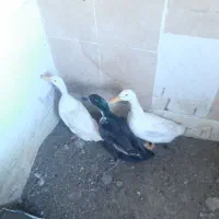 اردک