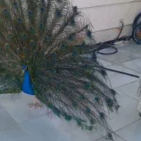 طاووس با تخم