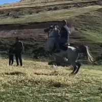 اسب کرد با شجره نوه کامران قدیری|اسب و تجهیزات اسب‌سواری|مشگین شهر, |دیوار