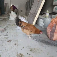 مرغ تخمگذار