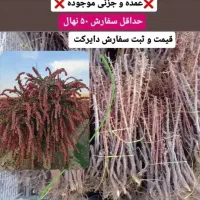 فروش انواع نهال میوه های پیوندی و اصلاح شده|خدمات باغبانی و درختکاری|سنندج, |دیوار