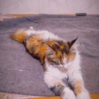 فروش گربه ی ماده 8ماهه خاص