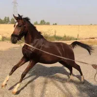 اسب|اسب و تجهیزات اسب‌سواری|باوی, |دیوار