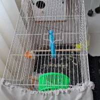 یک عدد قفس با ظرف های دان خوری و آبخوری