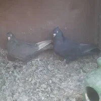 کبوتر سیاه سرکه ای|پرنده|مرودشت, کناره|دیوار