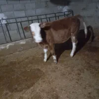 یک عددگوساله سیمنتال قرمز ماده