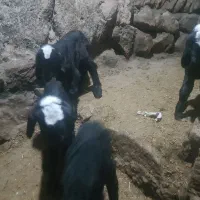 بره های شیری وبزه