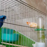 موزاییکی فوق نر|پرنده|تبریز, |دیوار