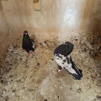 کبوترنرو ماده سینه سیاه جوان|پرنده|شیراز, شیخ علی چوپان|دیوار