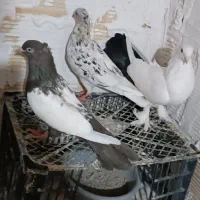 سه تا کفتر آس
