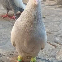 نر سینه الماسی