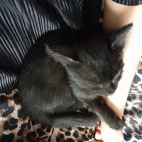 گربه