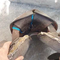 زین اسب|اسب و تجهیزات اسب‌سواری|بوکان, |دیوار