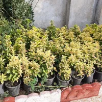 فروش شمشاد کاملا سالم و آماده زیر قیمت|گل و گیاه طبیعی|کلاچای, |دیوار