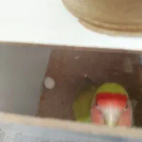 جفت طوطی برزیلی مولد|پرنده|سجاس رود, |دیوار