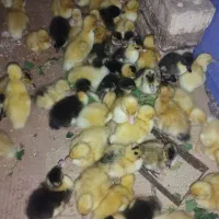 فروش انواع جوجه بصورت عمده و تک