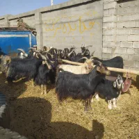 بز کره دار ترکی شیرا