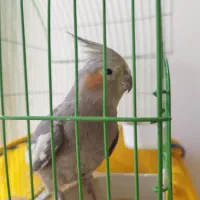 عروس هلندی دستی|پرنده|هشتگرد, شهرک راه آهن|دیوار