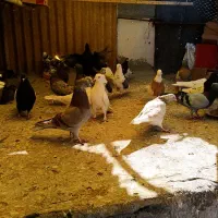 کفتر یا کبوتر|پرنده|قم, ولیعصر|دیوار