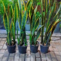 گل وگیاه آپارتمانی سانسوریاشمشیری ابلغ