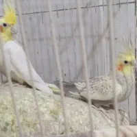 عروس هلندی و کبوتر نر ساده