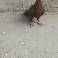 کفتر سرخ|پرنده|نیشابور, سرآب کوشک|دیوار